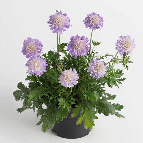 Scabiosa Butterfly Blue - Mr Middleton Garden Shop