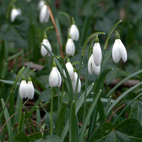 Early Snowdrops - Mr Middleton Garden Shop