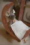 Mouse and the Moon Sweet Dreams Mouse