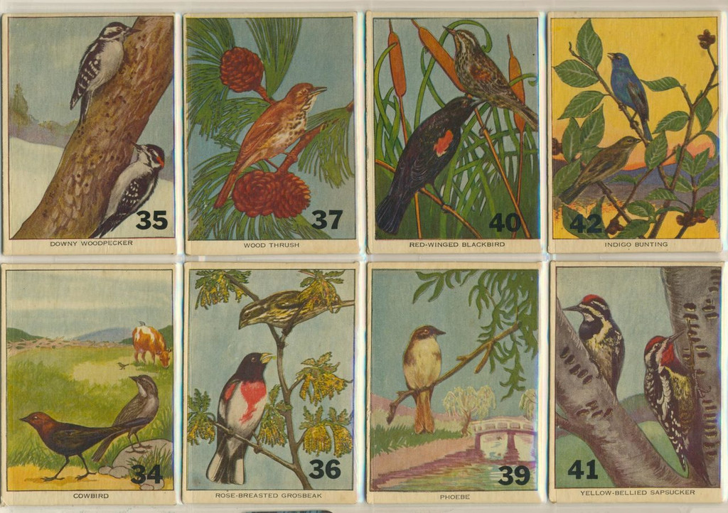 1960's Birds Lot 40  #*