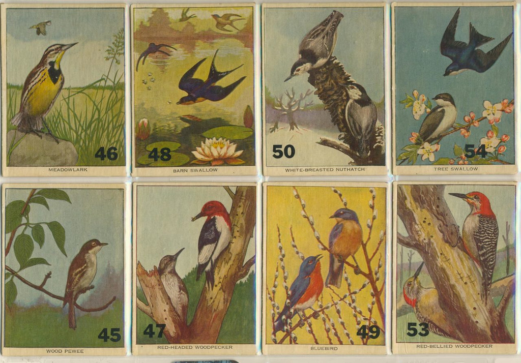 1960's Birds Lot 40  #*