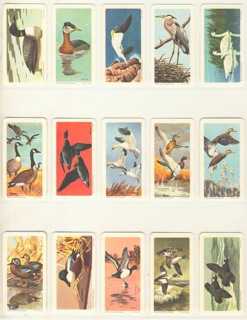 1962 Brooke Bond Canada Ltd Birds Of North America FC34-5 Series 4 Lot 40/48 with Unused Album  #*