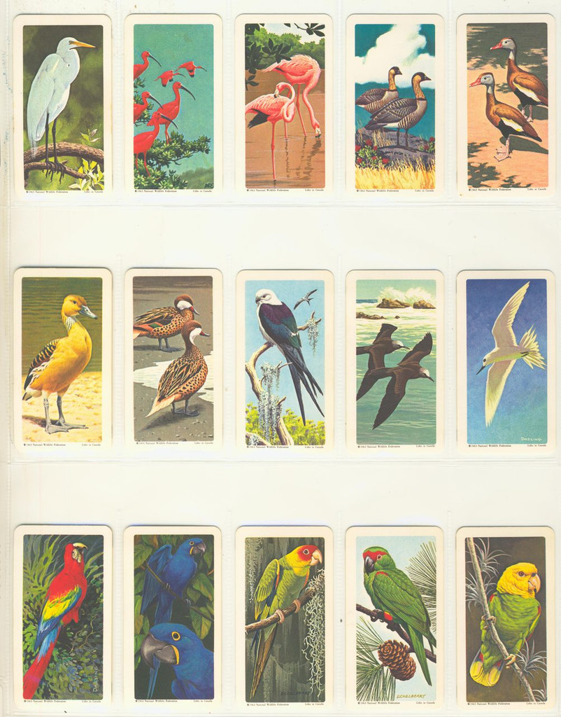 1964 Brooke Bond Canada Ltd Tropical Birds FC34-8 Series 6 Tropical Birds Lot 47   #*