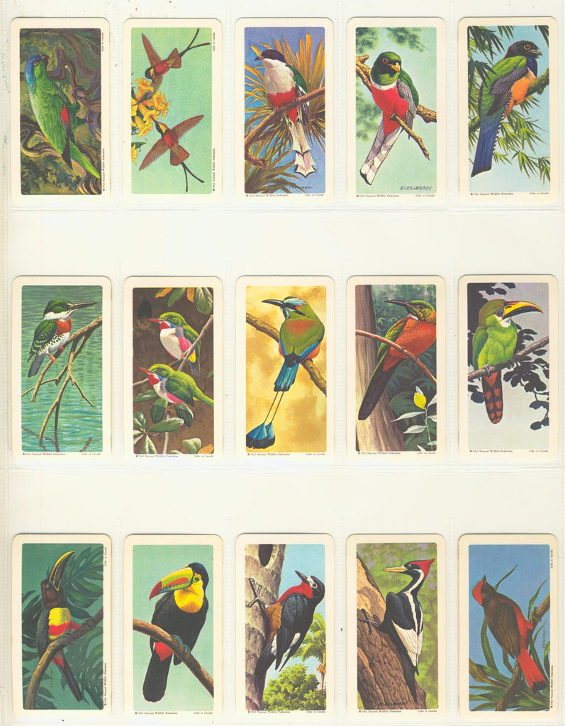 1964 Brooke Bond Canada Ltd Tropical Birds FC34-8 Series 6 Tropical Birds Lot 47   #*