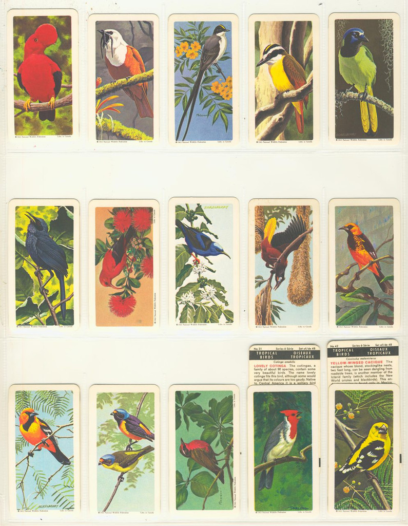 1964 Brooke Bond Canada Ltd Tropical Birds FC34-8 Series 6 Tropical Birds Lot 47   #*
