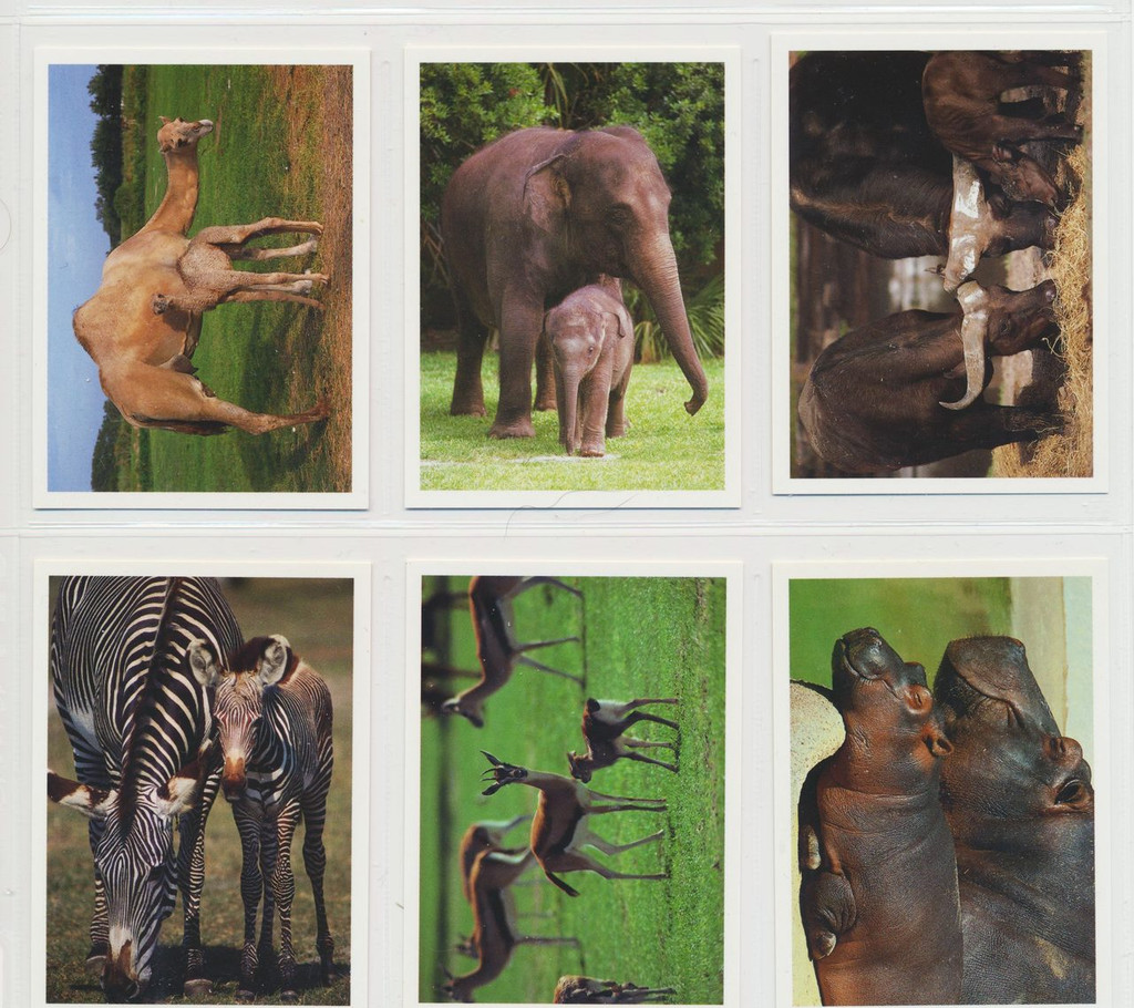 1991 Impact Busch Gardens Wild Animals Box Set (12)   #*
