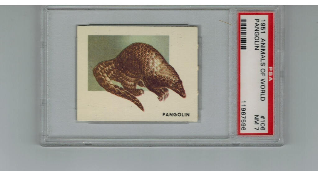 1951 Animals Of The World #106 Pangolin PSA 7 NM   #*