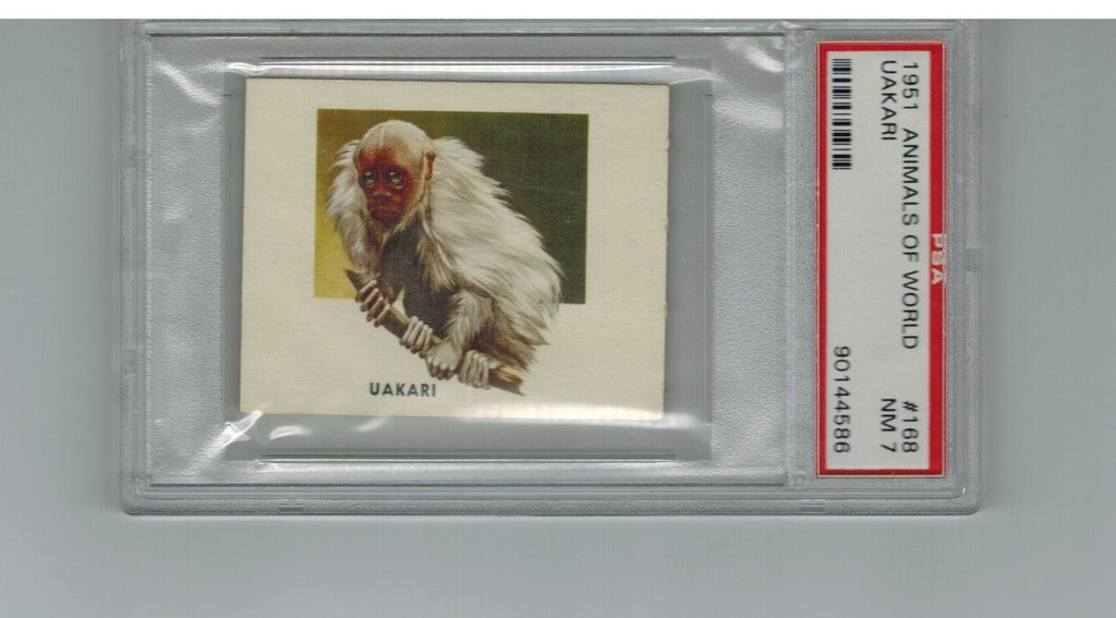1951 Animals Of The World #168 Uakari PSA 7 NM  #*