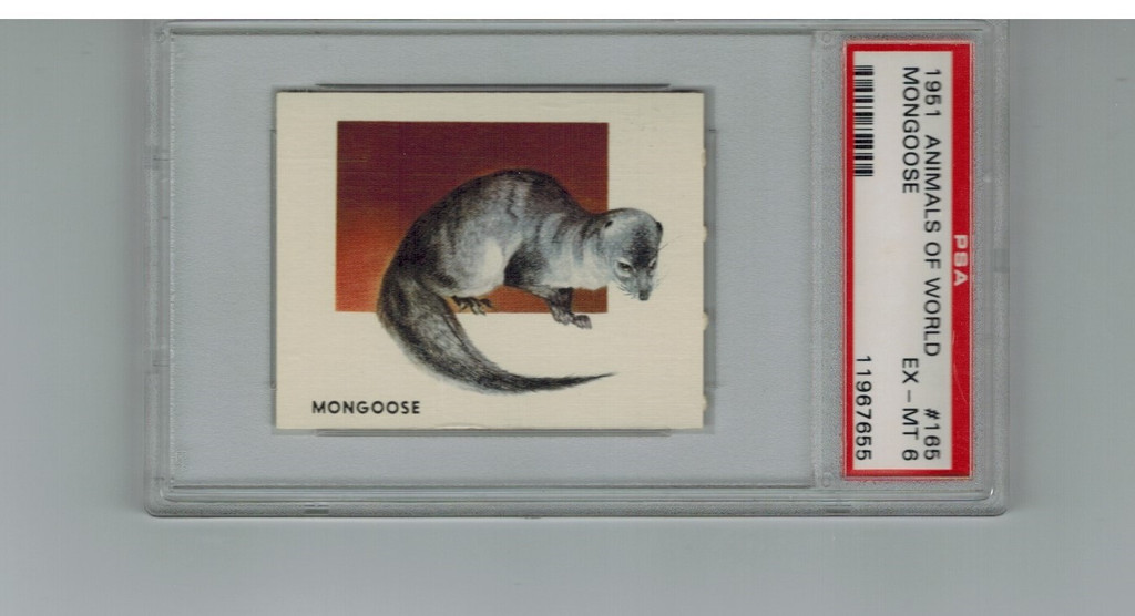 1951 Animals Of The World #165 Mongoose PSA 6 EX-MT  #*