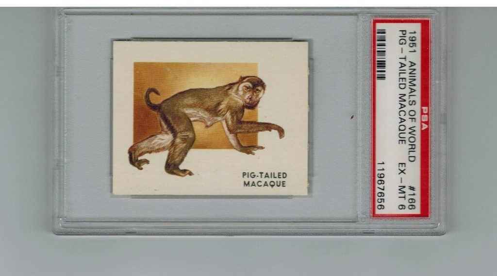 1951 Animals Of The World #166 Pig-Tailed Macaque PSA 6 EX-MT  #*