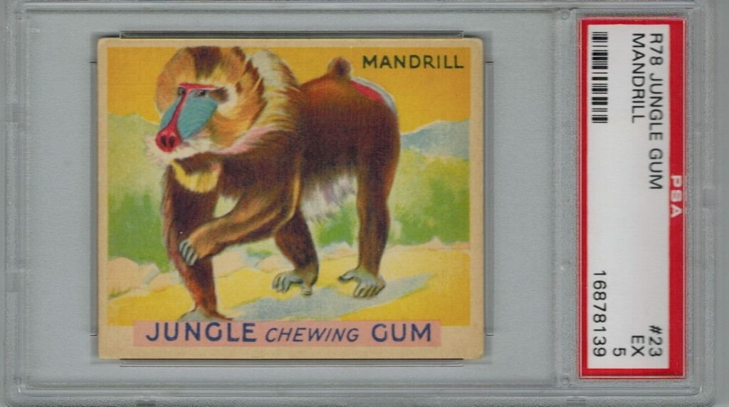 1934 JUNGLE GUM #23 MANDRILL PSA 5 EX   #*