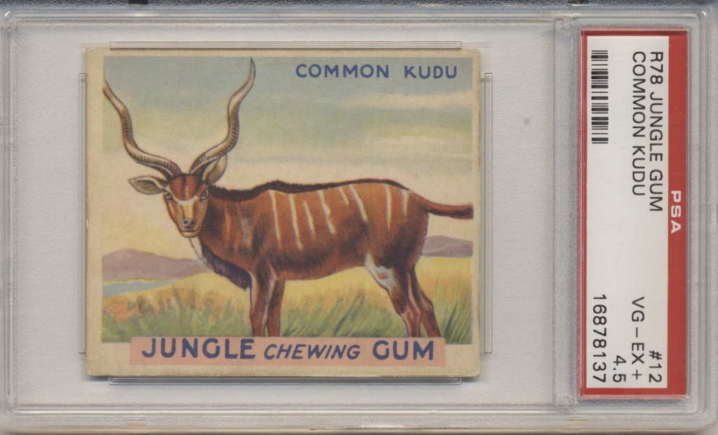 1934 JUNGLE GUM #12 COMMON KUDU PSA 4.5 VG-EX +  #*