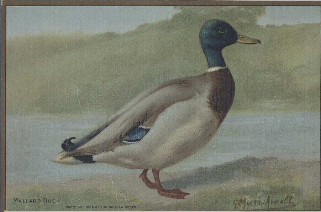 1905 Church & Dwight Co Print Mallard Duck 6 1/2 by 9 3/4 inches  #*