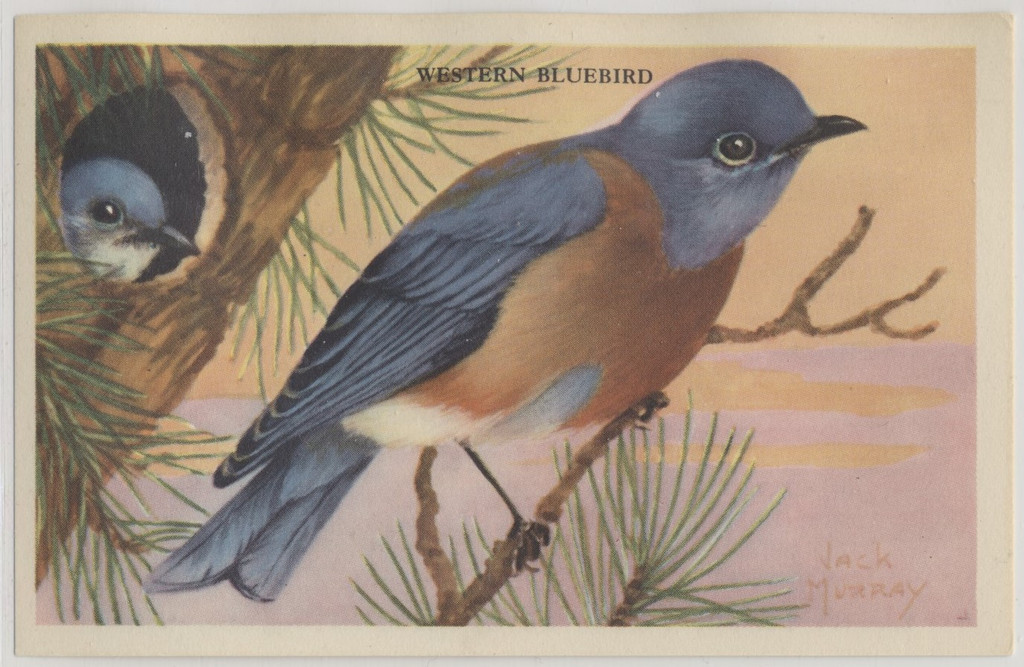 1943 F274-3b Beautiful Birds Of The West Series 17/24  #*sku2044