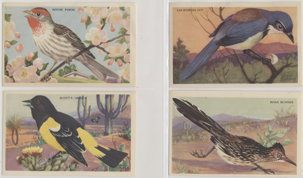 1943 F274-3b Beautiful Birds Of The West Series 17/24  #*sku2044