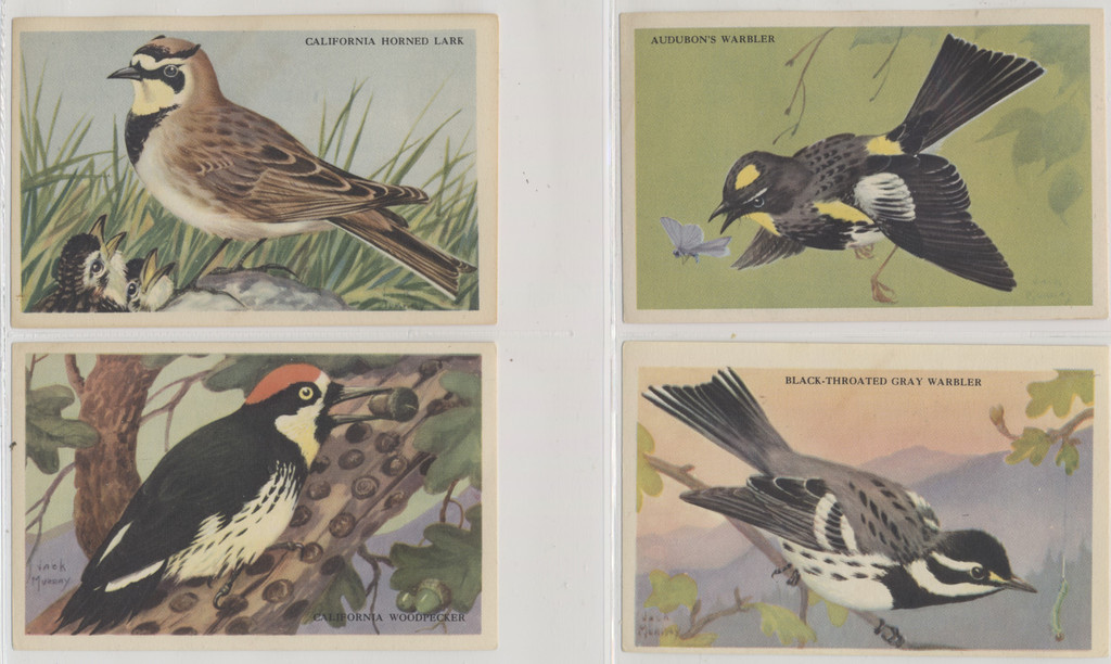 1943 F274-3b Beautiful Birds Of The West Series 17/24  #*sku2044