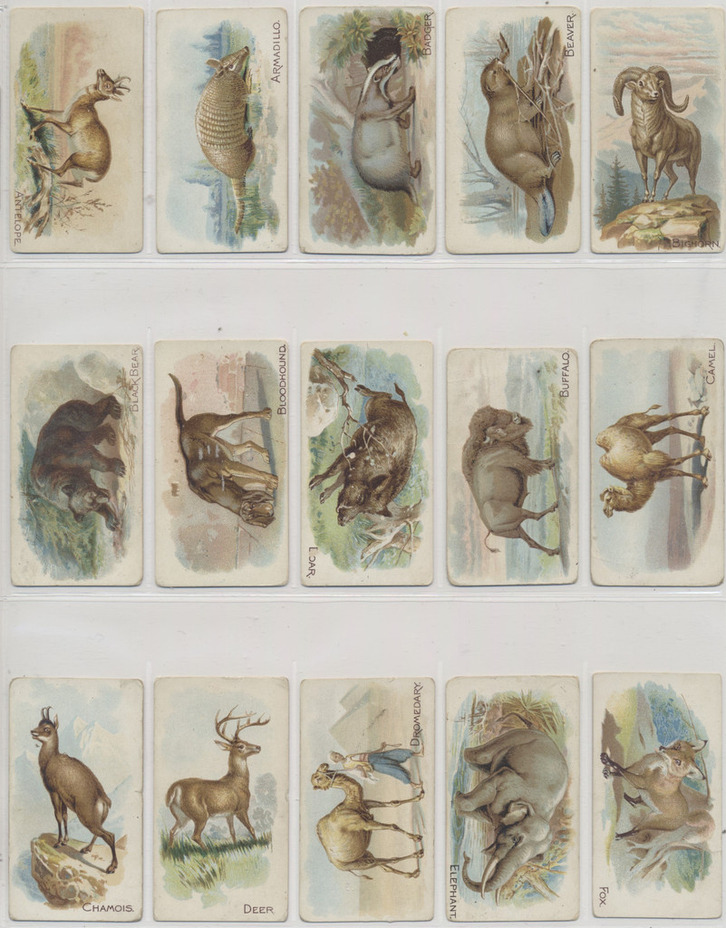 1910 E28 Philadelphia Caramel Co. Zoo Cards (Quadrupeds) Set 50  #*