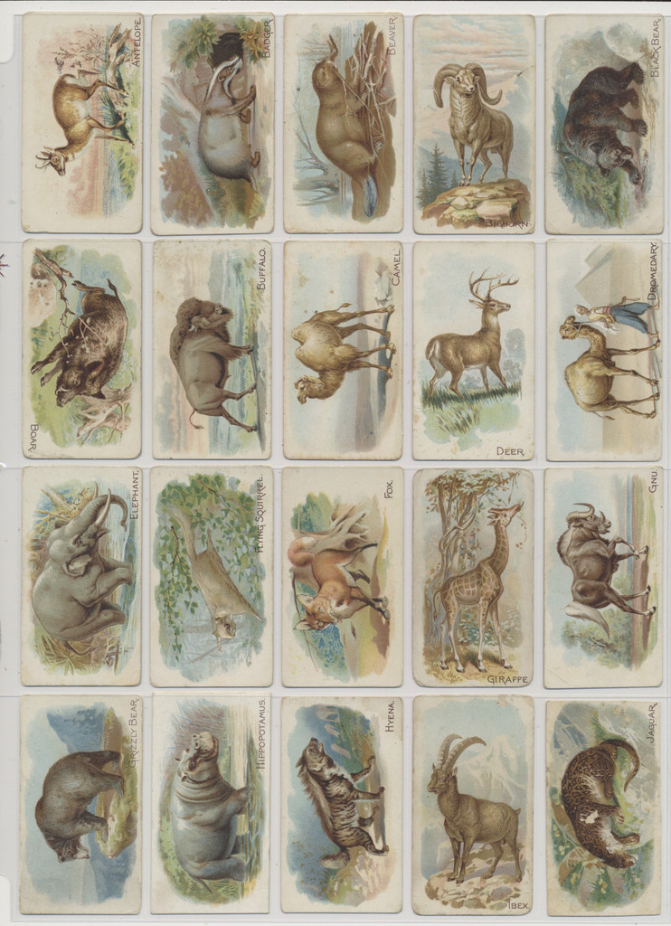 1910 E28 Philadelphia Caramel Co. Zoo Cards (Quadrupeds) Partial Set 42/50  #*sku37431