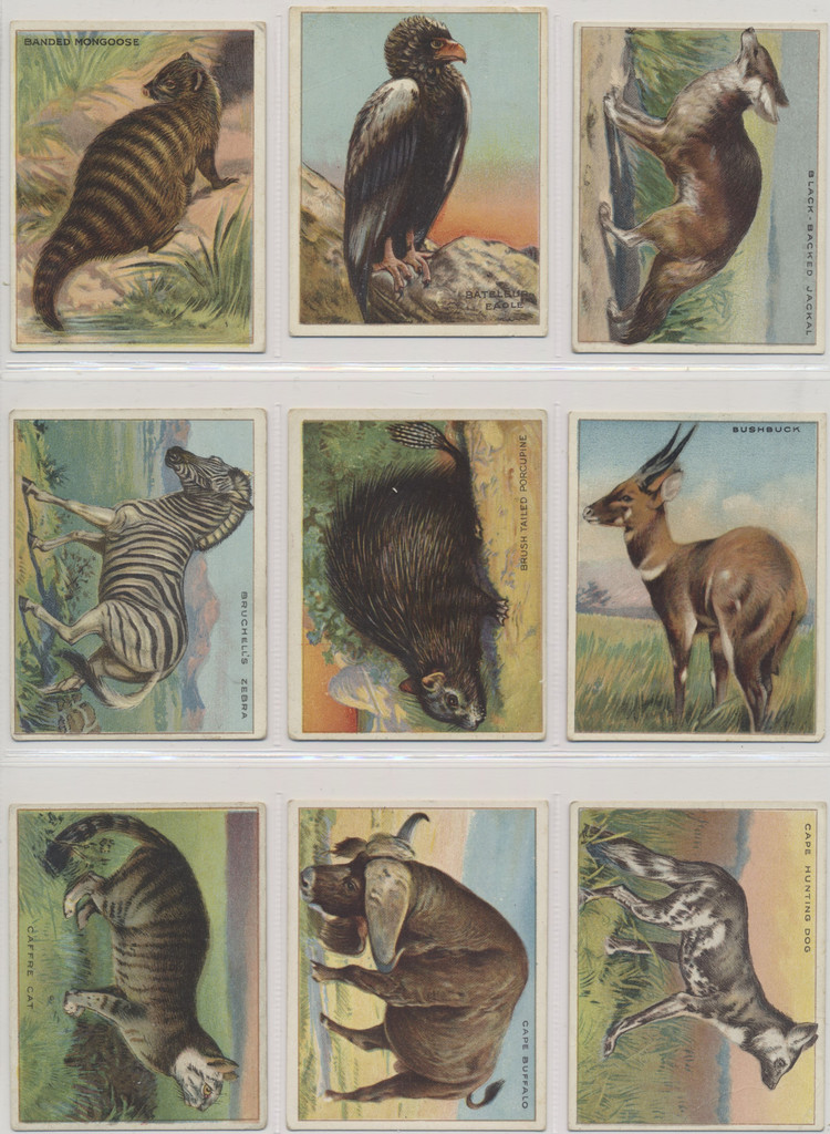 1910 T29 Animals Set 80   #*