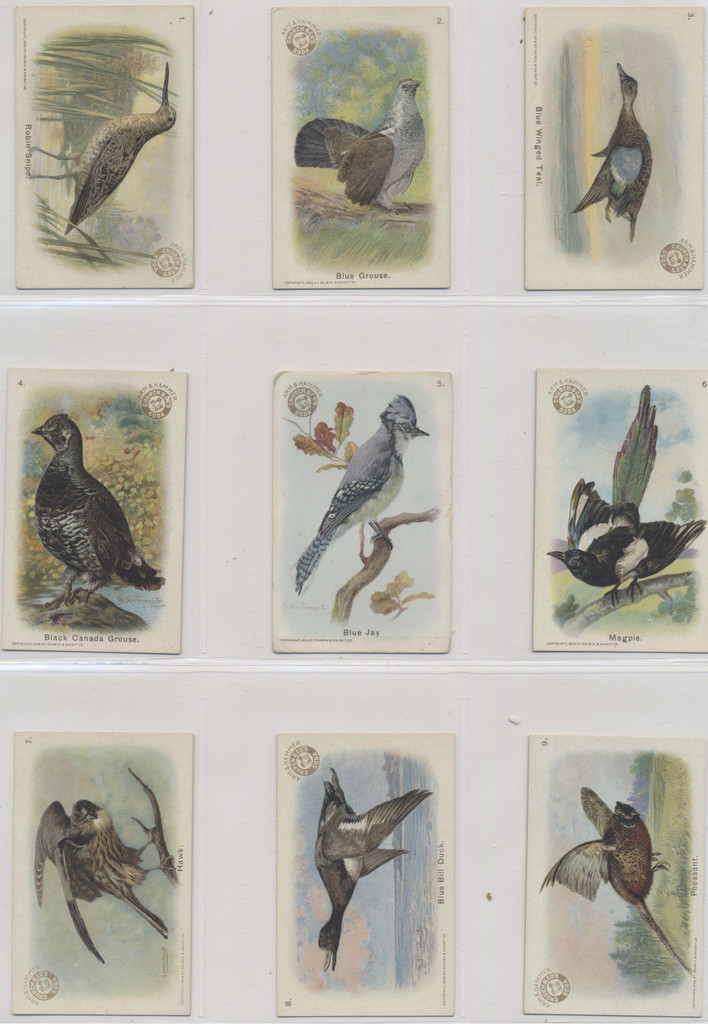 1915-1918  Useful Birds Of America "New Series Of Birds" Set 30  Same Backs  #*
