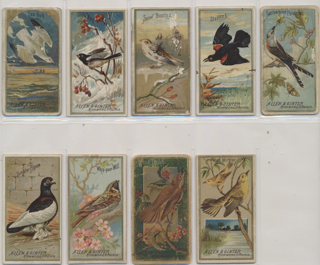 1889 Allen & Ginter Birds  23/50   Mid Grade Average  #*sku35032