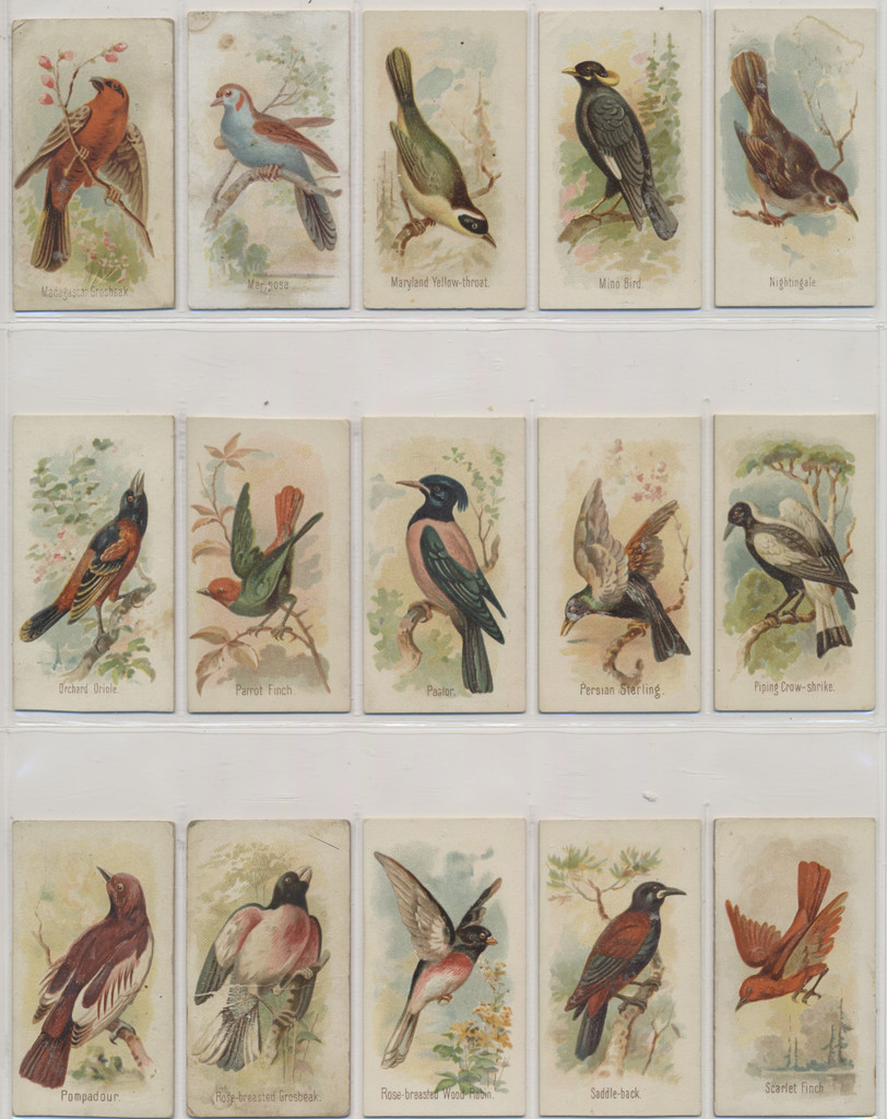 1890 Allen & Ginter N23 Song Birds Of The World 38/50  #*