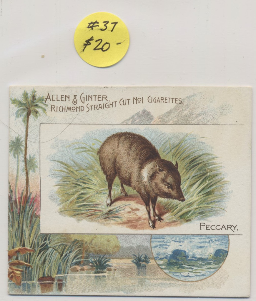 1890 Allen & Ginter N41 Quadrupeds Lot 5  WILL SELL SINGLES  #*