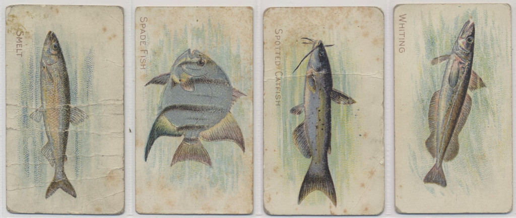 1910 T58 Fishes   83/100  Low Grade  #*sku35764