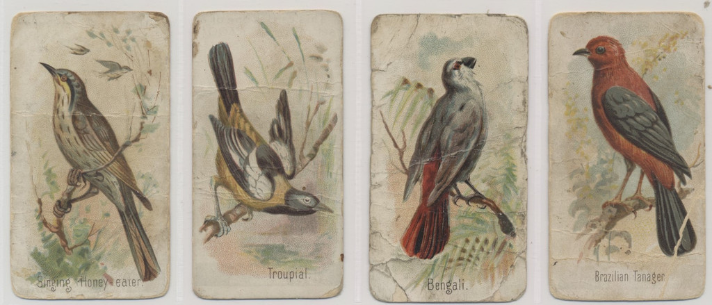 c-1907 E30 Philadelphia Caramel Co Zoo's Cards Song Birds Lot 19/50  #*sku35988