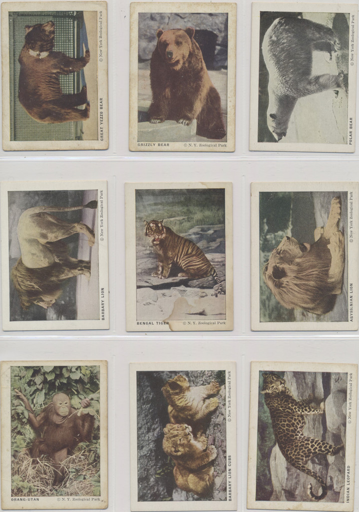1933  F55 Frostick  Animals Cards  Lot 17 of 42  #*sku36098