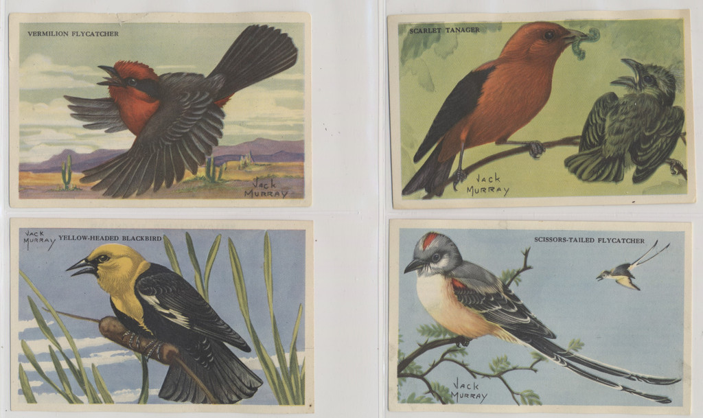 1947 Kellogg's Company F273-2b Birds Pictures Series B 20/24  #*sku37255