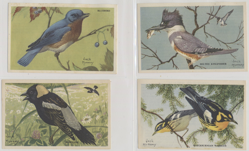 1947 Kellogg's Company F273-2b Birds Pictures Series B 20/24  #*sku37255