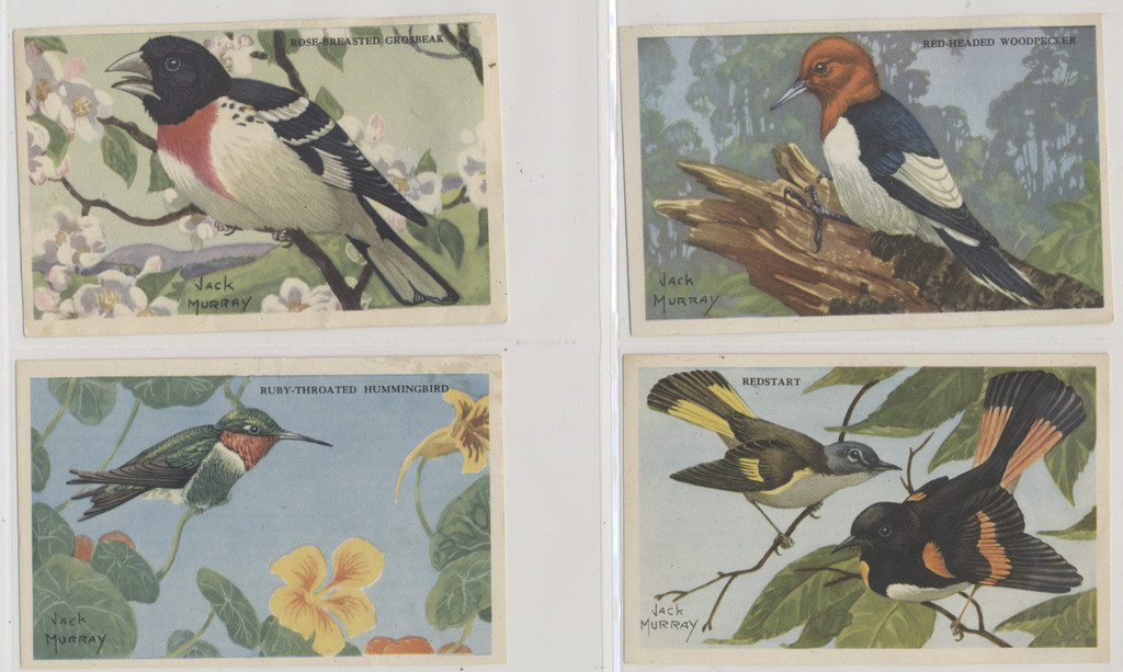 1947 Kellogg's Company F273-2b Birds Pictures Series B 20/24  #*sku37255