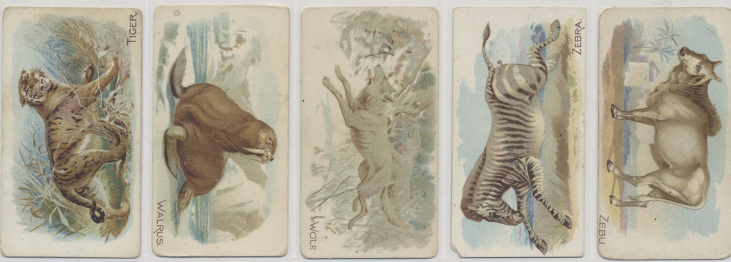 1910 E28 Philadelphia Caramel Co. Zoo Cards (Quadrupeds) Complete Set of 50  #*sku26698