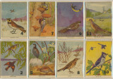 1960's Birds Lot 40  #*