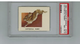 1951 Animals Of The World #143 Cottomtail Rabbit PSA 8 NM-MT   #*