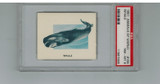 1951 Animals Of The World #184 Whale PSA 8 NM-MT #* 1951 Animals Of The World #184 Whale PSA 8 NM-MT #*