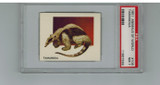 1951 Animals Of The World #109 Tamandua PSA 7 NM  #*
