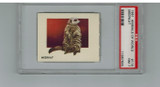 1951 Animals Of The World #115 Meerkat PSA 7 NM #* 1951 Animals Of The World #115 Meerkat PSA 7 NM #*