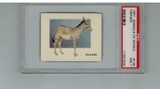 1951 Animals Of The World #146 Onager PSA 7 NM   #*