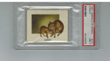 1951 Animals Of The World #141 Agouti PSA 7 NM  #*