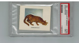 1951 Animals Of The World #180 Jaguarundi PSA 7 NM  #*