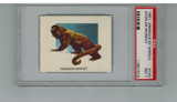 1951 Animals Of The World #193 Howler Monkey PSA 7 NM  #*