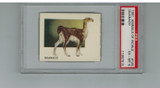 1951 Animals Of The World #125 Guanaco PSA 6 EX-MT  #*