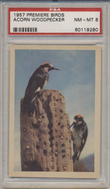 1957 PREMIERE BIRDS..ACORN WOODPECKER  PSA 8 NM-MT  #*
