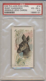 1910 E29 PHILA. CRML. ANIMALS (ZOO CARDS) #14 GIANT KANGAROO PSA 4.5 VG-EX+  #*