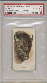 1910 E29 PHILA. CRML. ANIMALS (ZOO CARDS) #7 BUFFALO PSA 4.5 VG-EX+  #*