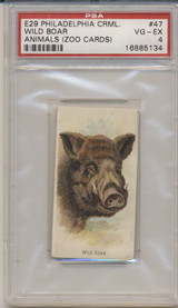 1910 E29 PHILA. CRML. ANIMALS (ZOO CARDS) #47 WILD BOAR PSA 4 VG-EX  #*