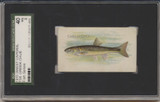 1910 T58 FISH SERIES Creek Chub SGC 40 VG 3  #*