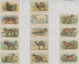 1922 African Tobacco Animals 49/50  #*